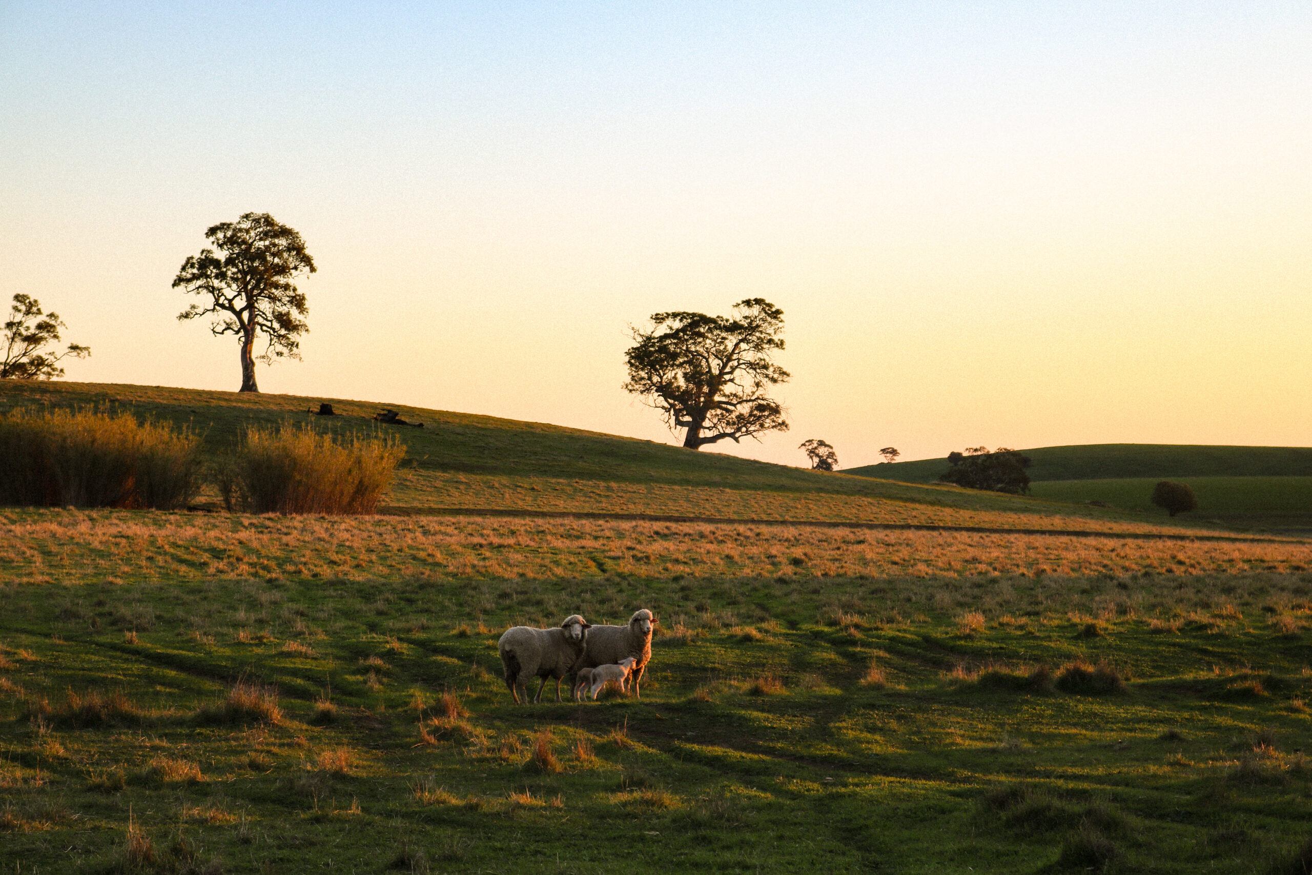 Sheep Haeses Farm 01 Sheep Haeses Farm