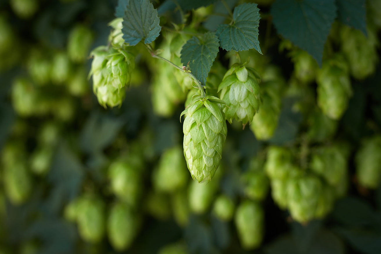 Hop cones in the hop field
