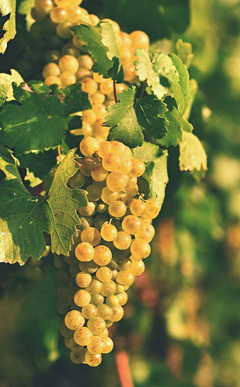 Galatea vineyards